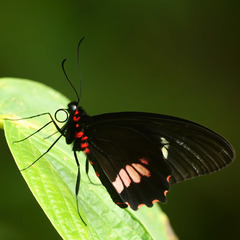 Parides erithalion