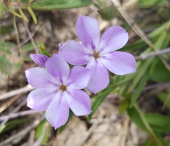 Phlox amoena