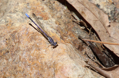 Argia hinei