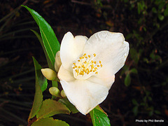 Camellia lutchuensis