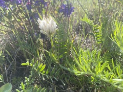Astragalus inopinatus