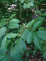 Euonymus hamiltonianus sieboldianus