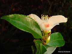 Camellia lutchuensis