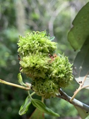 Asphondylia ceanothi