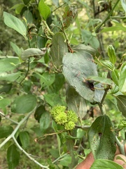 Asphondylia ceanothi