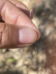 Erythranthe discolor