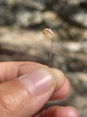 Erythranthe discolor