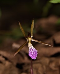 Nervilia infundibulifolia