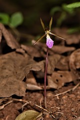 Nervilia infundibulifolia