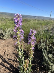 Penstemon cyathophorus