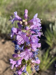 Penstemon cyathophorus