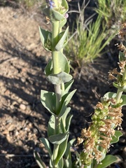 Penstemon cyathophorus