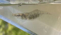 Palaemon kadiakensis