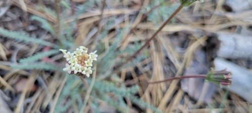 Image of Chaenactis santolinoides by no rights reserved