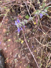 Salvia sonomensis