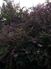 Vitex trifolia