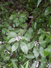 Vitex trifolia
