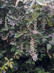 Vitex trifolia