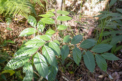 Glochidion sumatranum