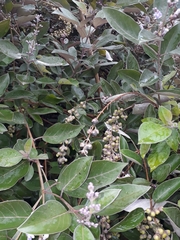 Vitex trifolia