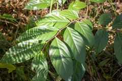 Glochidion sumatranum