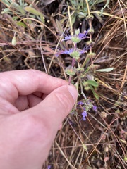 Salvia sonomensis