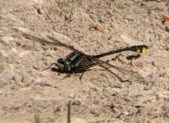 Gomphurus fraternus