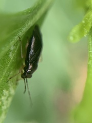 Slaterocoris