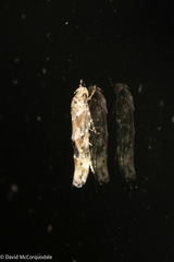 Mompha stellella