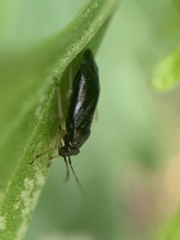 Slaterocoris