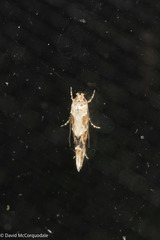 Mompha stellella