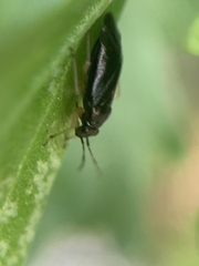 Slaterocoris