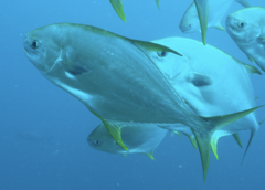 Trachinotus anak