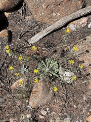 Physaria floribunda