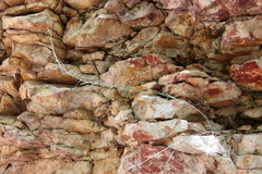 Hesperidanthus linearifolius