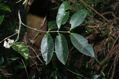 Loeseneriella barbata