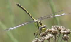 Ophiogomphus