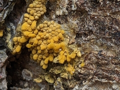 Arcyria versicolor