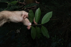 Loeseneriella barbata