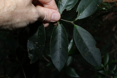 Loeseneriella barbata
