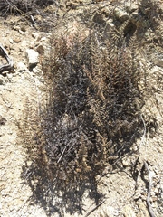 Pellaea mucronata mucronata