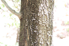 Quercus hypoleucoides