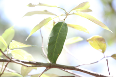 Quercus hypoleucoides