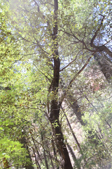 Quercus hypoleucoides