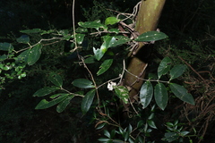 Loeseneriella barbata