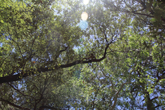 Quercus hypoleucoides