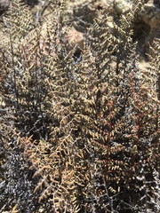 Pellaea mucronata mucronata