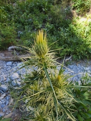 Cirsium eatonii clokeyi