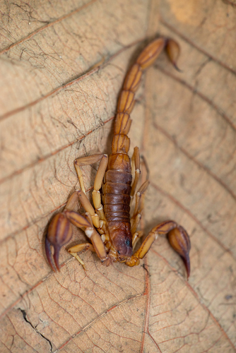 Thorellius intrepidus