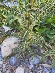 Cirsium eatonii clokeyi